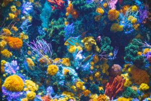 Top coral reef wallpaper hd HD Download