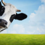 Top cow pictures wallpaper 4k Download
