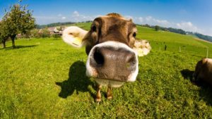 Download cow pictures wallpaper HD