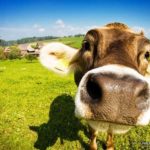 Download cow pictures wallpaper HD