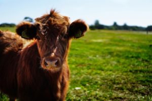 Download cow pictures wallpaper HD