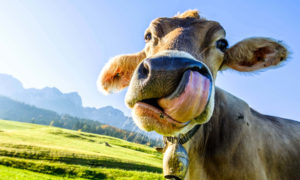 Download cow pictures wallpaper HD