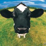 Top cow pictures wallpaper 4k Download