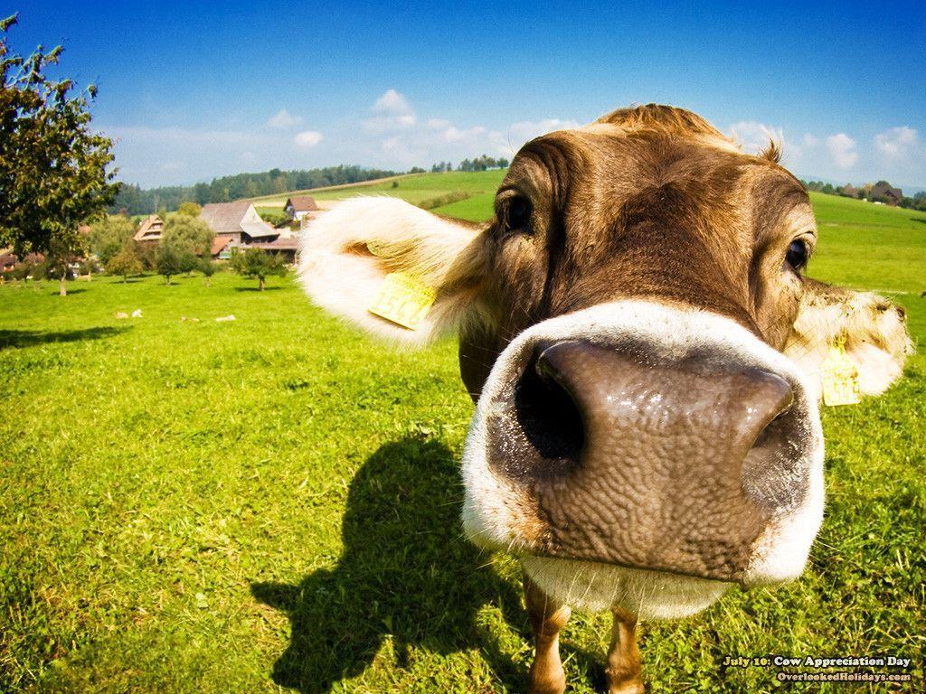 Download cow pictures wallpaper HD