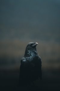 Top crow desktop wallpaper 4k Download