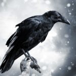 Download crow desktop wallpaper HD