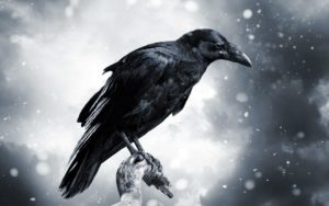 Download crow desktop wallpaper HD