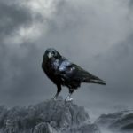 Top crow desktop wallpaper HD Download