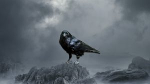 Top crow desktop wallpaper HD Download