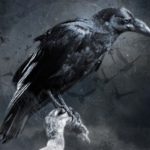 Download crow desktop wallpaper HD