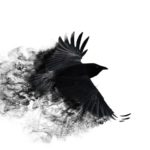 Top crow desktop wallpaper free Download