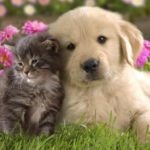 Top cute animal wallpaper free 4k Download