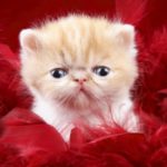 Top cute animal wallpaper free HD Download
