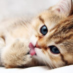 Top cute animal wallpaper free free Download