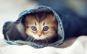 Top cute animal wallpaper free 4k Download