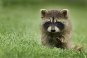 Top cute animal wallpaper free 4k Download