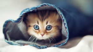 Download cute cat wallpaper HD