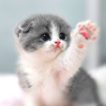 Download cute cat wallpaper HD