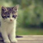 Top cute cat wallpaper HD Download