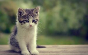 Top cute cat wallpaper HD Download