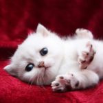 Top cute cat wallpaper Download