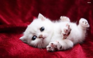 Top cute cat wallpaper Download