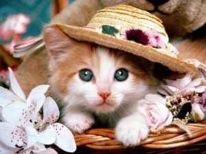 Top cute cat wallpaper HD Download