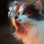 Top cute cat wallpaper free Download