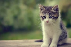 Top cute cat wallpaper 4k Download