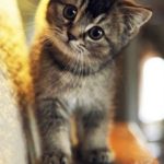 Top cute cat wallpaper HD Download