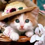 Top cute cat wallpaper 4k Download
