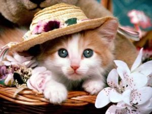 Top cute cat wallpaper 4k Download