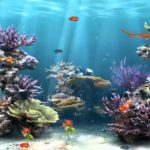 Download desktop backgrounds moving fish HD