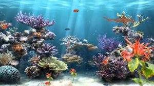 Download desktop backgrounds moving fish HD