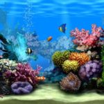 Download desktop backgrounds moving fish HD