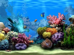 Download desktop backgrounds moving fish HD