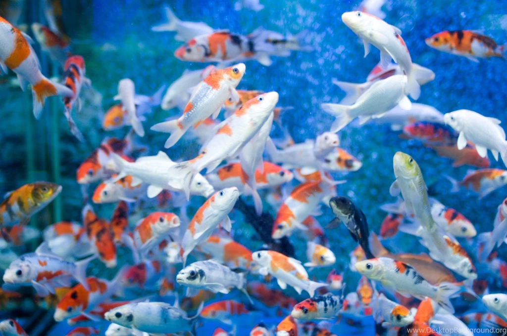 Top desktop backgrounds moving fish HD Download