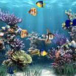 Download desktop backgrounds moving fish HD