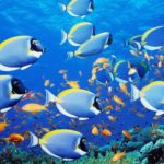 Top desktop backgrounds moving fish Download