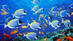 Top desktop backgrounds moving fish Download