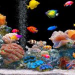 Top desktop backgrounds moving fish HD Download