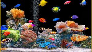 Top desktop backgrounds moving fish HD Download