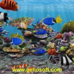 Download desktop backgrounds moving fish HD