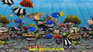 Download desktop backgrounds moving fish HD