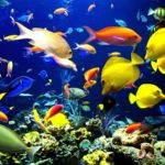 Download desktop backgrounds moving fish HD