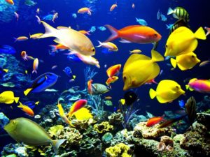 Download desktop backgrounds moving fish HD