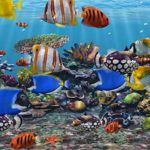 Top desktop backgrounds moving fish 4k Download