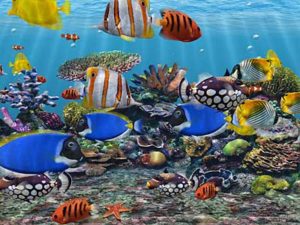 Top desktop backgrounds moving fish 4k Download