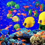 Top desktop backgrounds moving fish HD Download