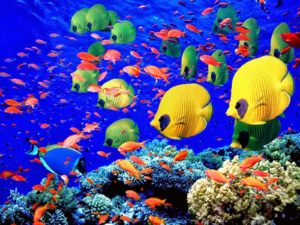 Top desktop backgrounds moving fish HD Download